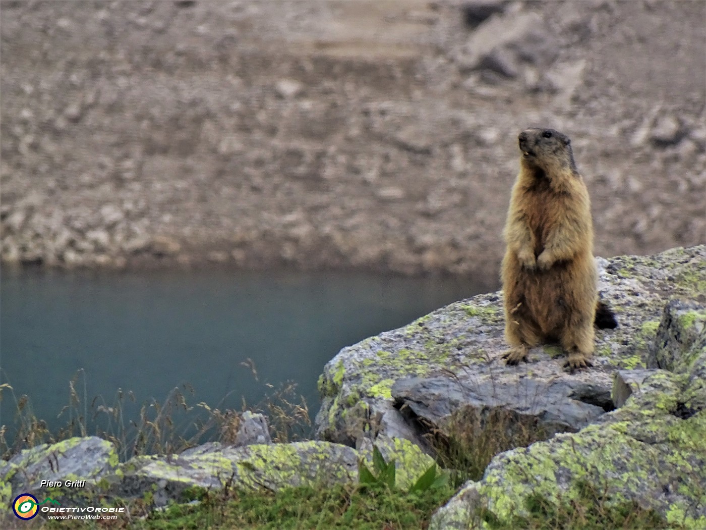 56 La marmotta di fronte ad intruso si pone in sentinella.JPG